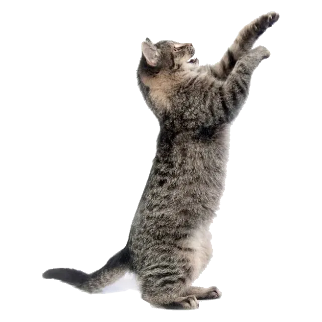 Gatos